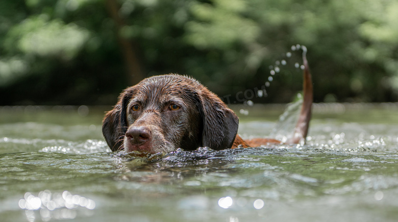 涉险游水过河的狗特写摄影高清图片