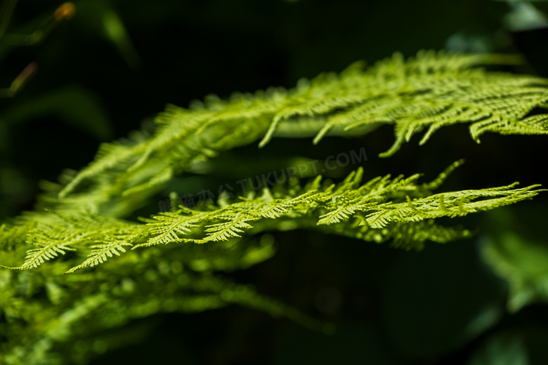 树林中的蕨类植物特写摄影高清图片
