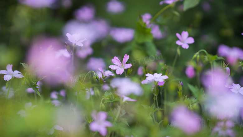 花丛中的粉色小花特写摄影高清图片