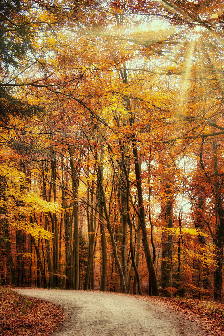 秋天转弯道路树木风光摄影高清图片