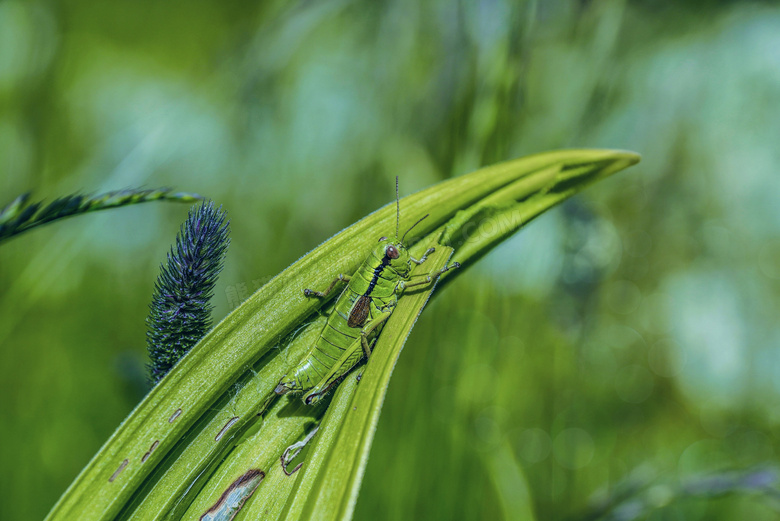 植物枝叶上的蚂蚱特写摄影高清图片