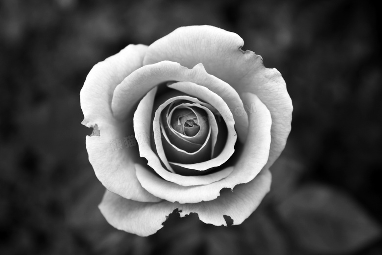 黑白盛开的玫瑰花摄影图片