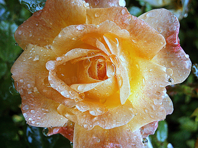 雨后沾满水珠的黄玫瑰特写摄影图片