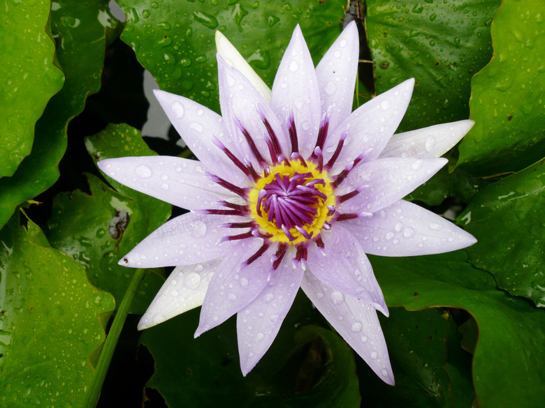 雨后沾满雨水的莲花摄影图片