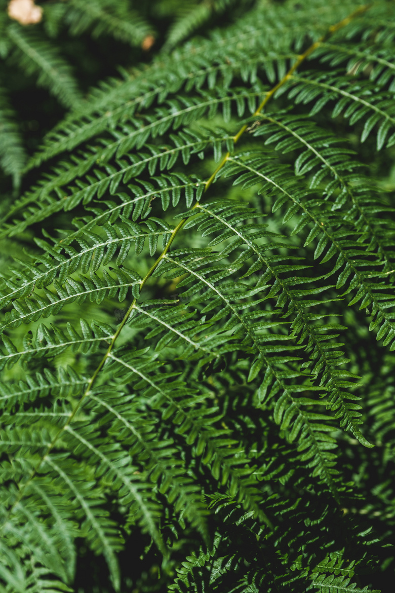 树林中的绿叶蕨类植物摄影高清图片