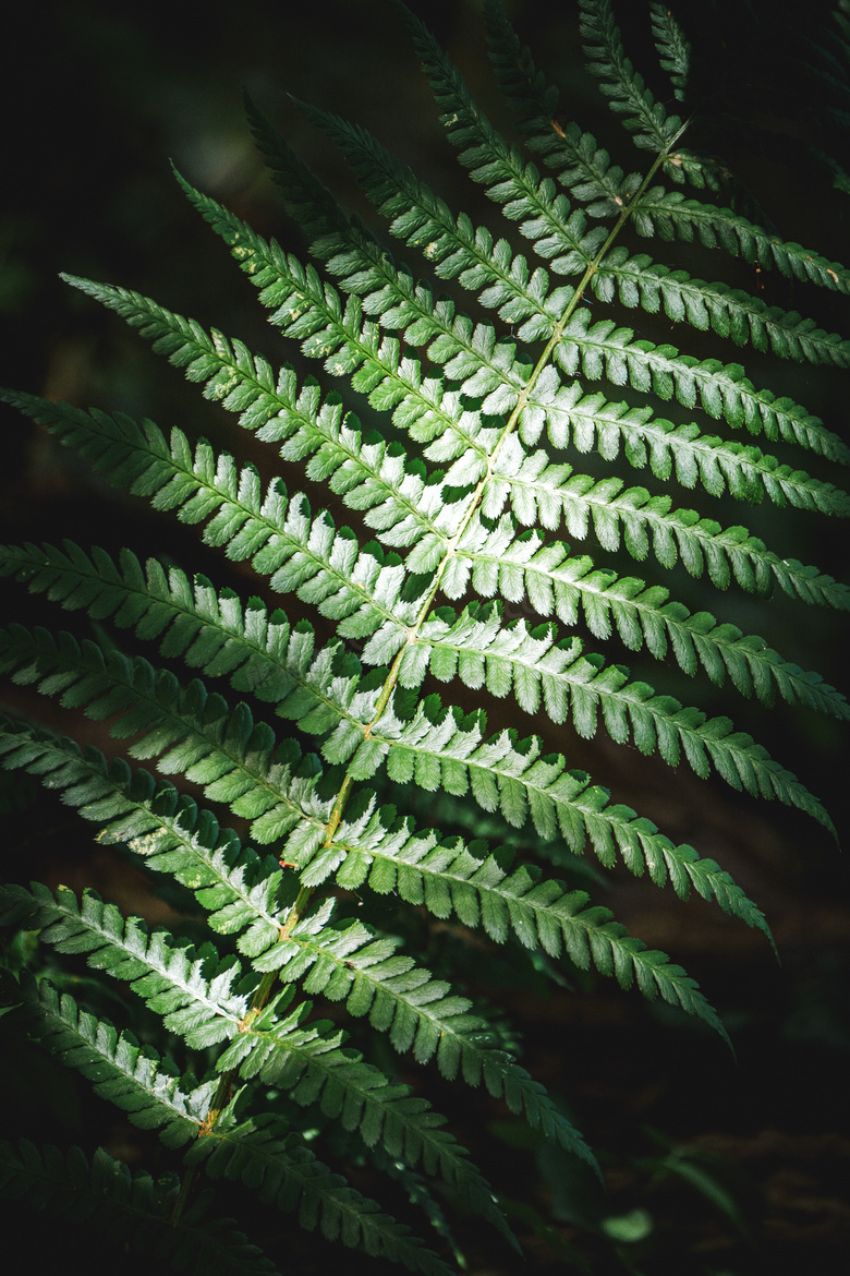 阳光照射下的绿叶植物特写高清图片