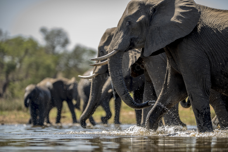 一群正在喝水的大象群摄影高清图片