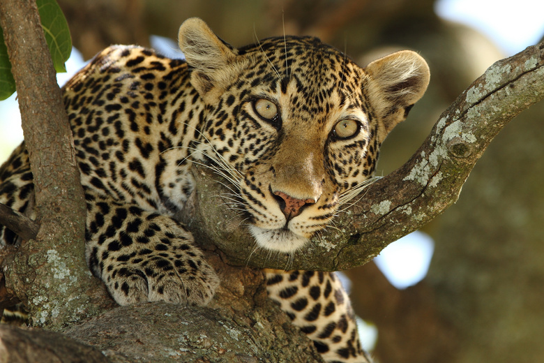 趴在树上伺机出动的豹摄影高清图片