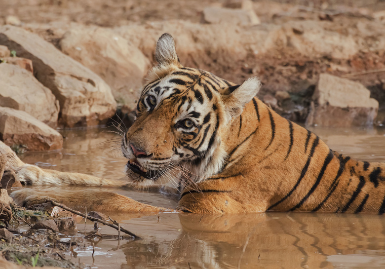 在泥沼里嬉戏的大老虎摄影高清图片