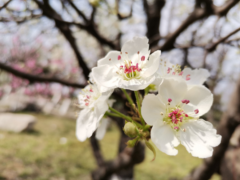 盛开的枝头梨花摄影图片