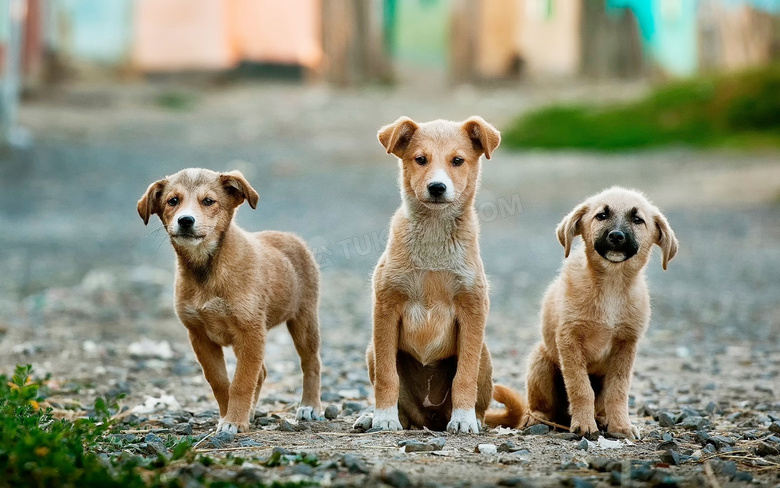 三只棕褐色可爱小狗摄影图片
