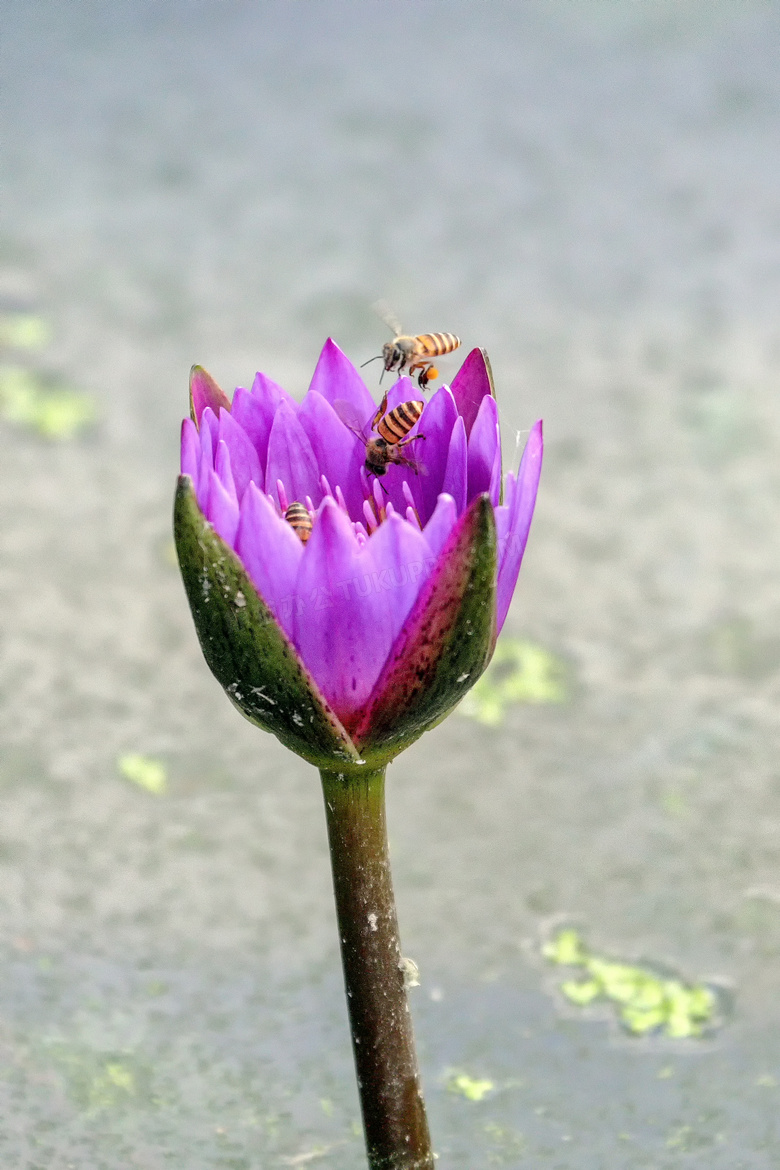 正在绽放的紫色莲花摄影图片