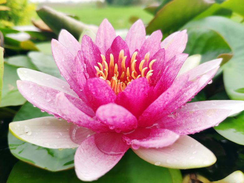 雨后沾满水珠的粉色莲花摄影图片