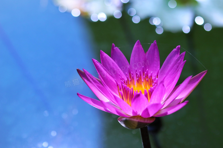 盛开的紫色莲花特写高清摄影图片