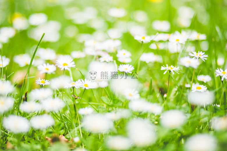 开花 深度 属于