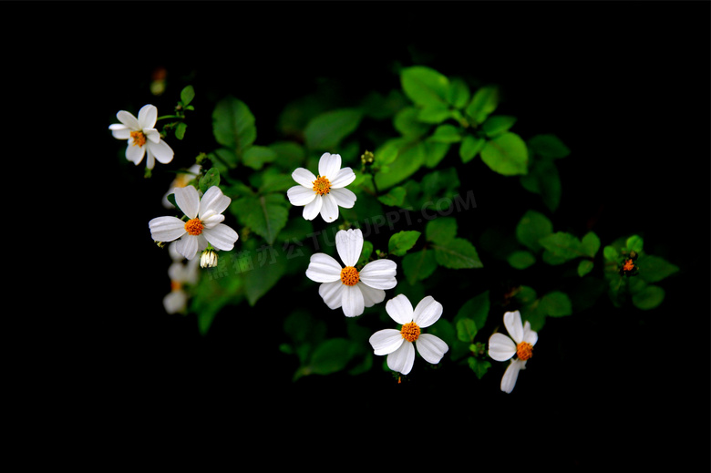 绿叶小百花的花卉植物摄影高清图片