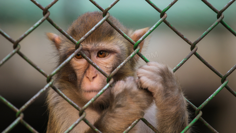 爪子扒着防护网的猴子特写高清图片