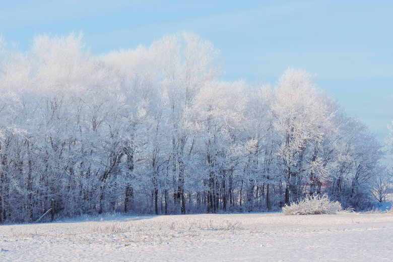 冬季树上的雪后积雪摄影图片