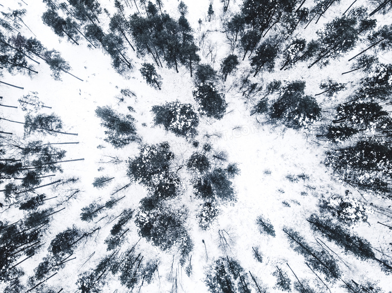 白雪中的树林航拍视角摄影高清图片