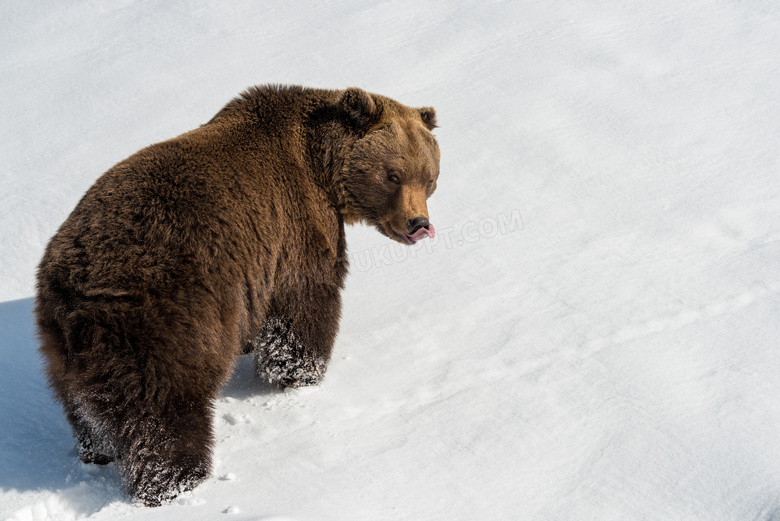 雪地上一只踟蹰不前的棕熊摄影图片