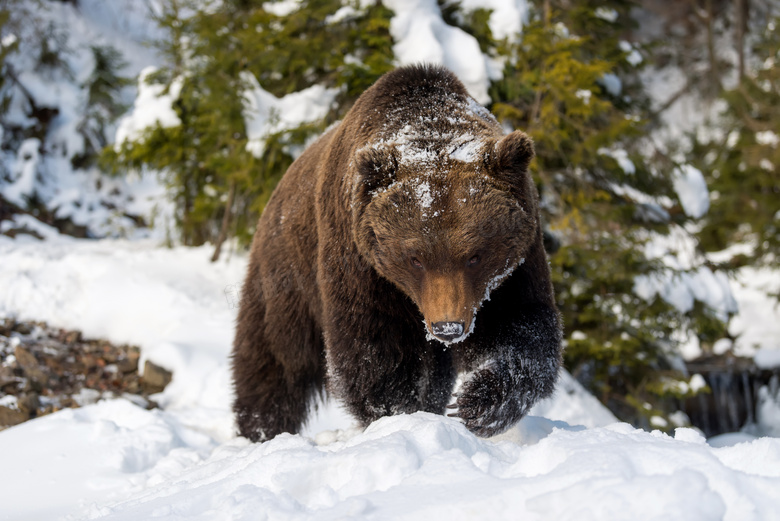 雪后出来觅食的熊动物摄影高清图片
