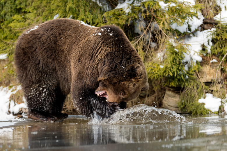 正在水边嬉戏玩耍的熊摄影高清图片