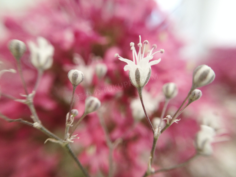 春天来了慢慢绽放的花摄影高清图片