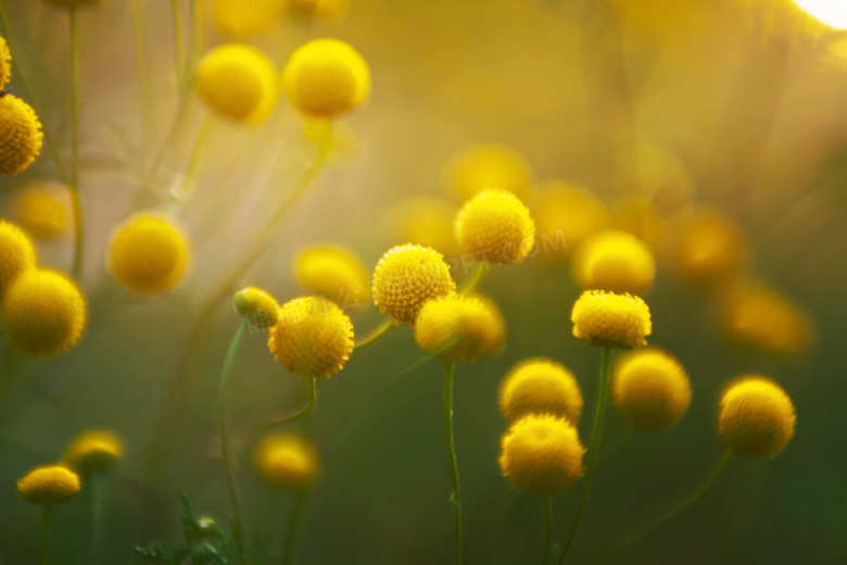 开出球状花的花卉植物摄影高清图片