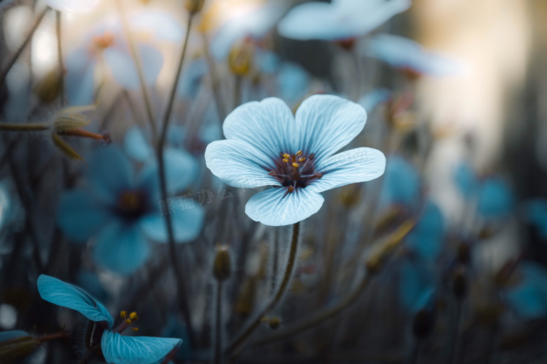 花草丛中的一朵花特写摄影高清图片