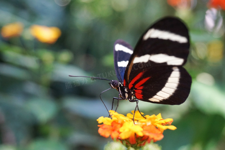 花朵上停留授粉的蝴蝶摄影高清图片