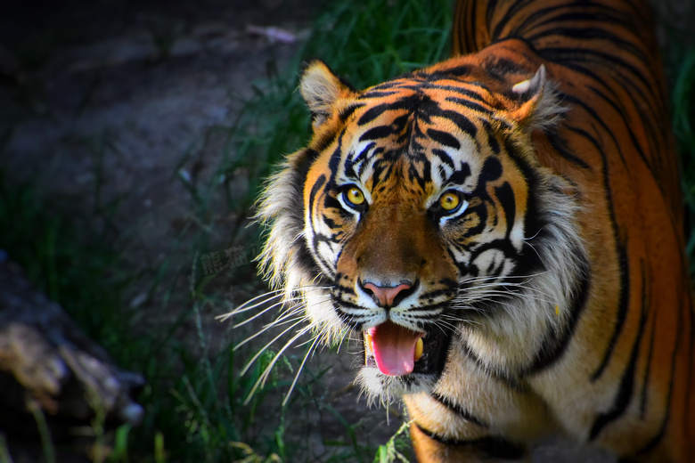 老虎的种类凶猛图片