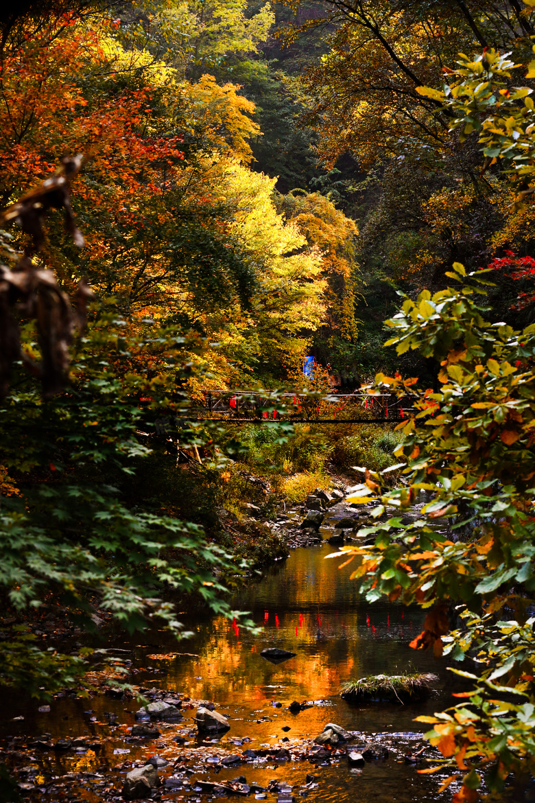 山间吊桥与茂密的树林摄影高清图片