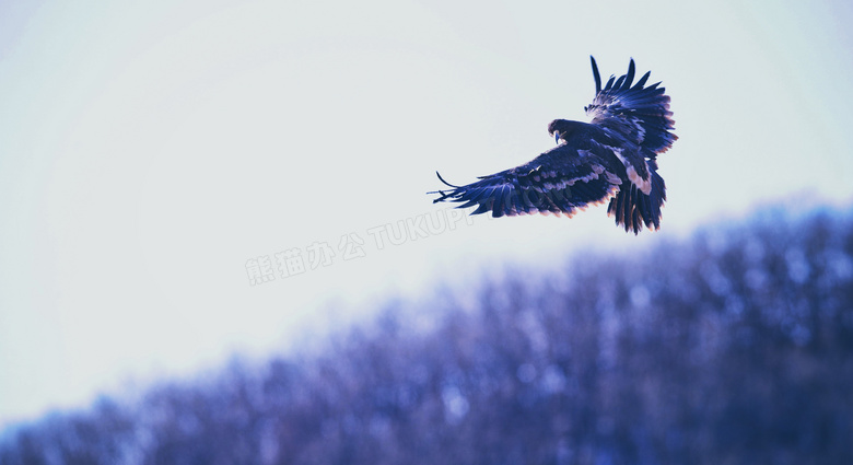 天空中展翅翱翔的老鹰摄影高清图片
