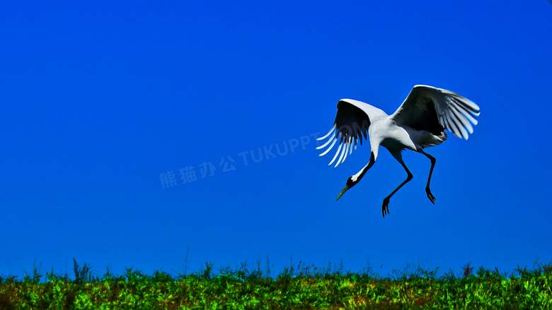 草地上跳起来的丹顶鹤摄影高清图片