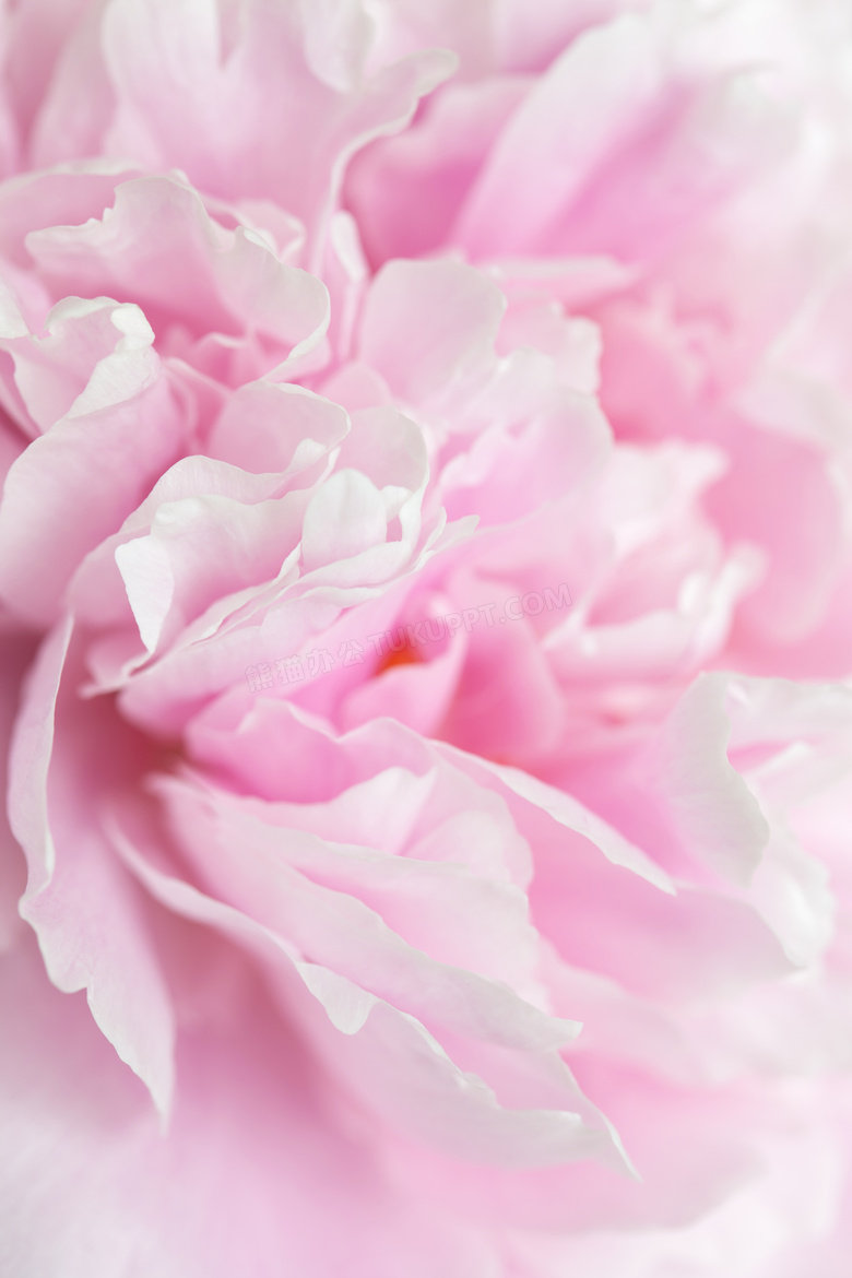 粉红色的鲜花微距特写摄影高清图片