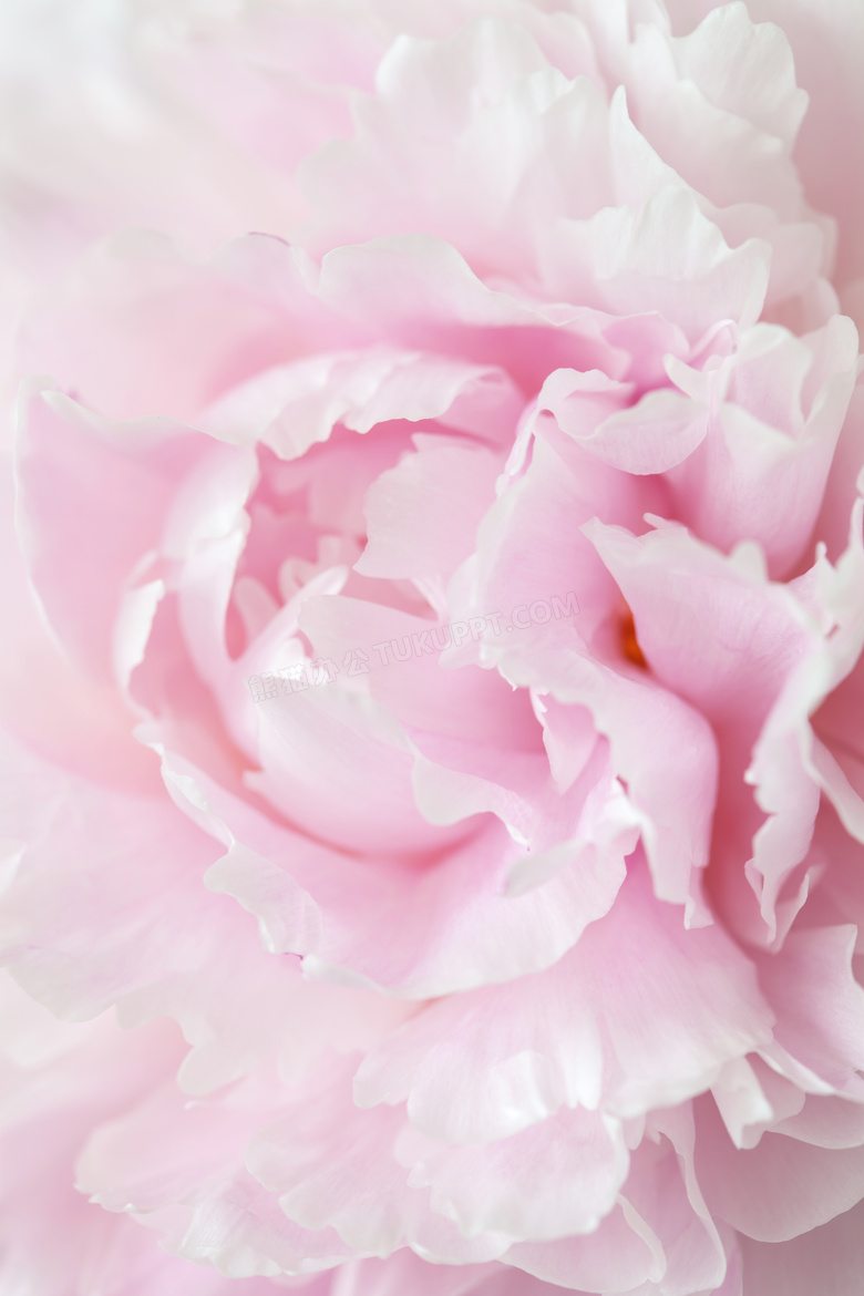 盛开的粉红色康乃馨花摄影高清图片