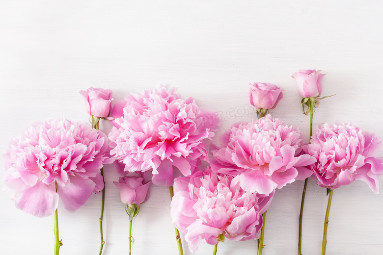 粉色的玫瑰花与康乃馨摄影高清图片