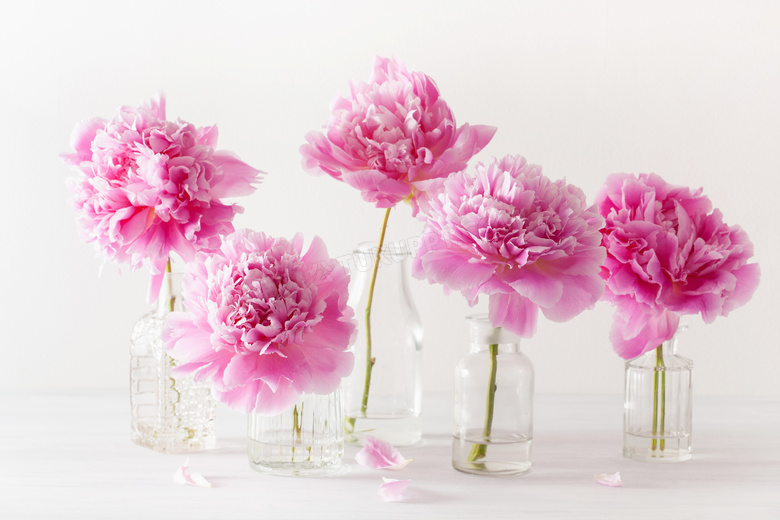 不同花瓶里的粉色花朵摄影高清图片