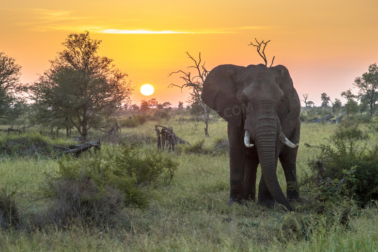 黄昏时候草原上的大象摄影高清图片