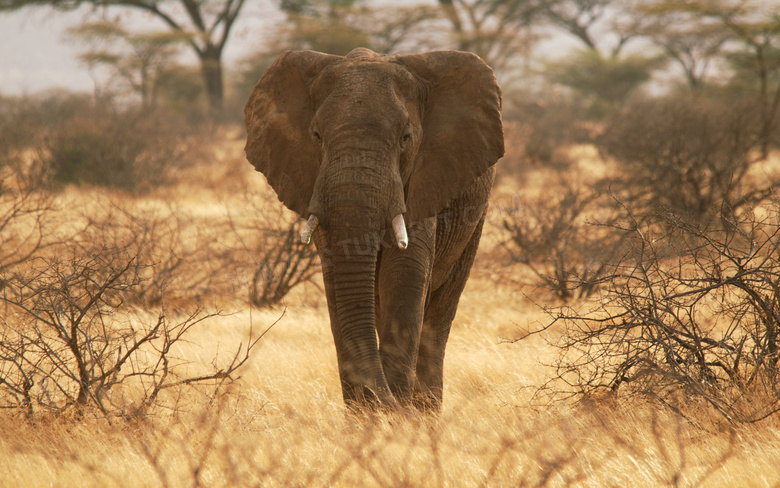 荒凉草原上的一头大象摄影高清图片