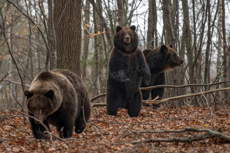 在树林中的几只熊动物摄影高清图片