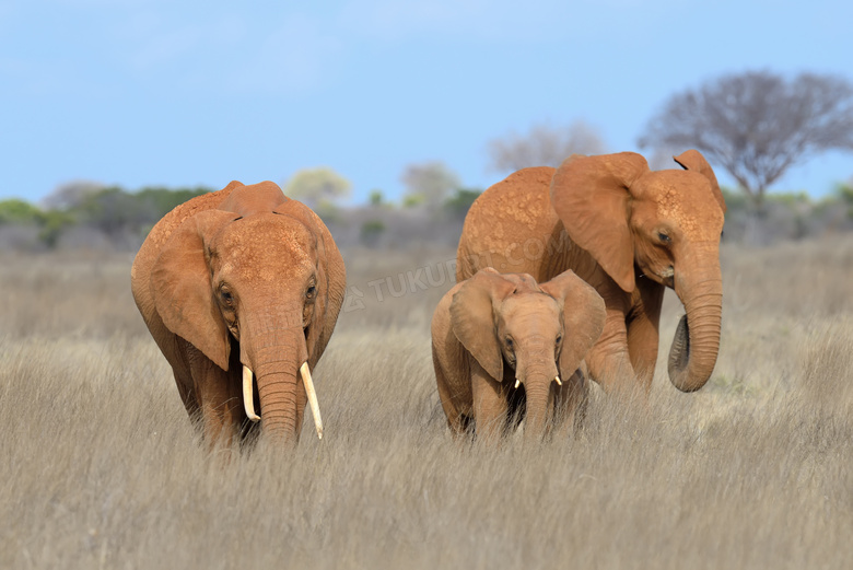 走在草丛中的大象动物摄影高清图片