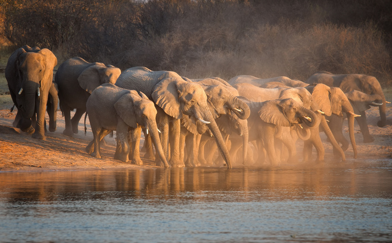 在水源地喝水的大象群摄影高清图片
