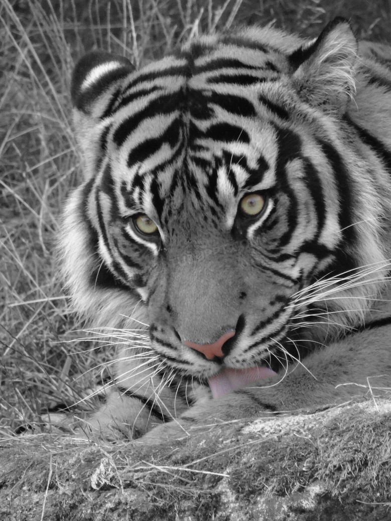 在舔着舌头的老虎黑白摄影高清图片