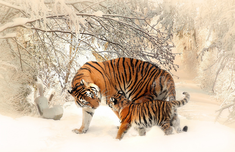 雪地中嬉戏打闹的老虎摄影高清图片