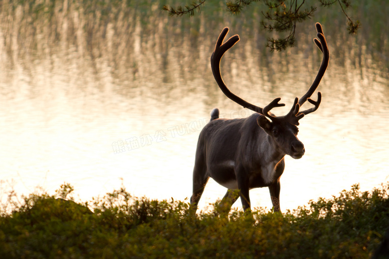 站在湖畔草丛边的一只驯鹿高清图片