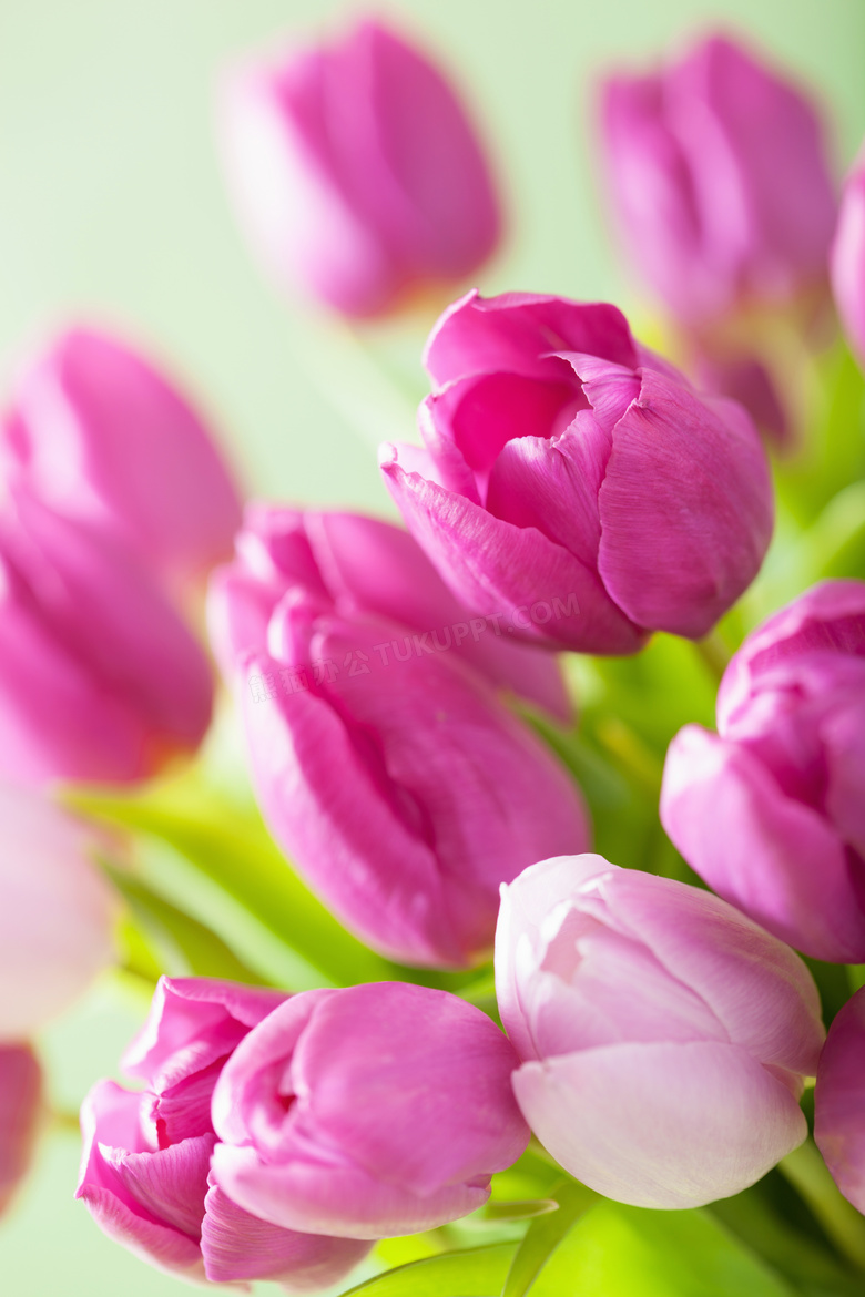 春暖花开紫色郁金香花摄影高清图片