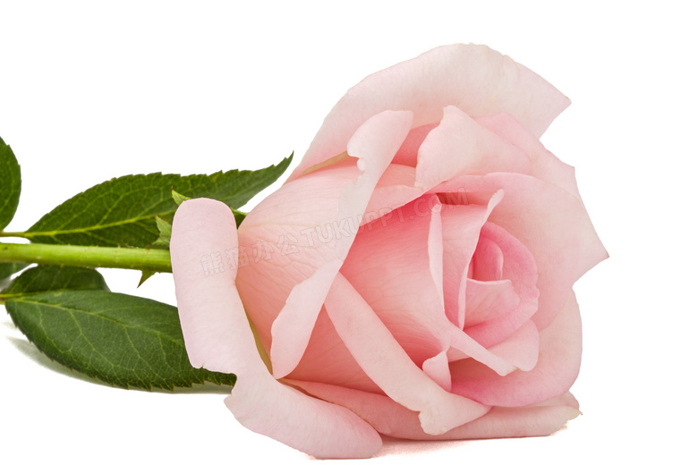 一只粉红色的玫瑰花朵摄影高清图片