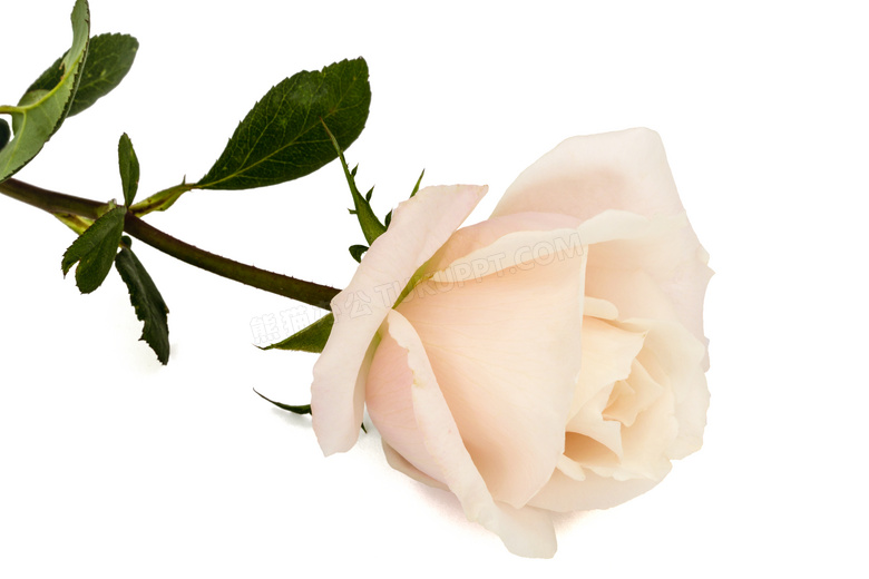 一支粉色的玫瑰花特写摄影高清图片