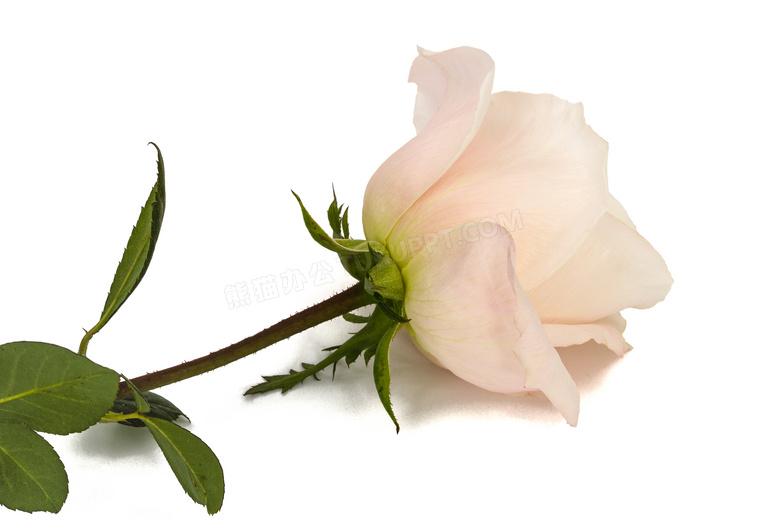 新鲜绿叶的粉色玫瑰花摄影高清图片